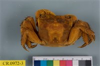 藏品(漢氏東方蟹)的圖片